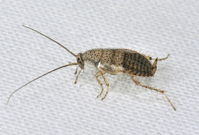 Ectobius pallidus (Olivier 1789)